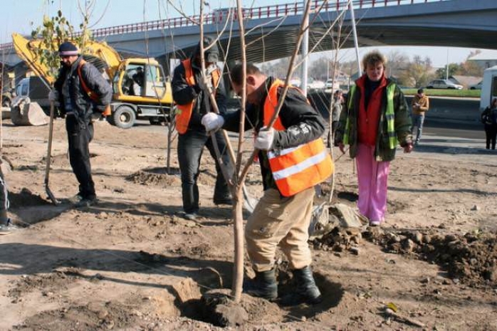 За 1,5 месяца на территории Алматы высажено более 12 тыс. деревьев