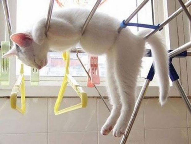 Животные, которые тоже устали