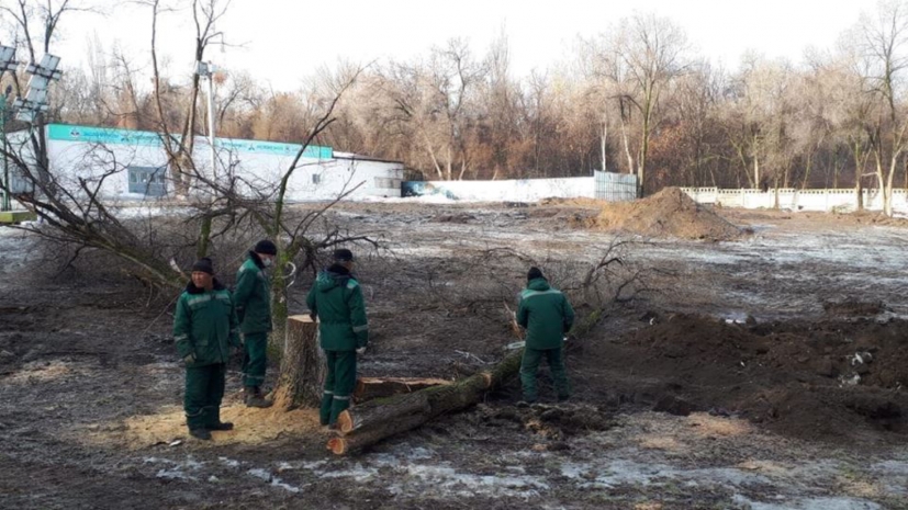 36 деревьев срубили на территории КазНУ им. аль-Фараби