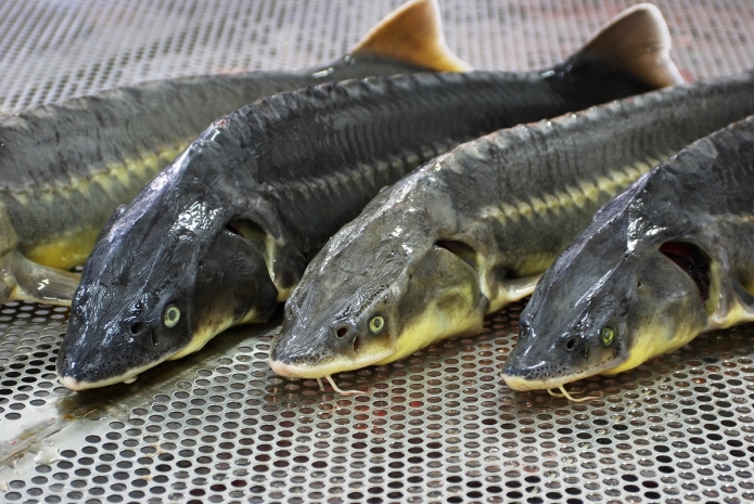 400 килограммов осетра изъяли у браконьера в Актау