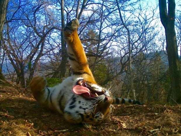 Пятничный тигр попал в фотоловушку