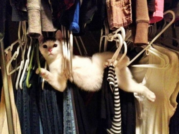 Фотографии, которыми коты могут гордиться!