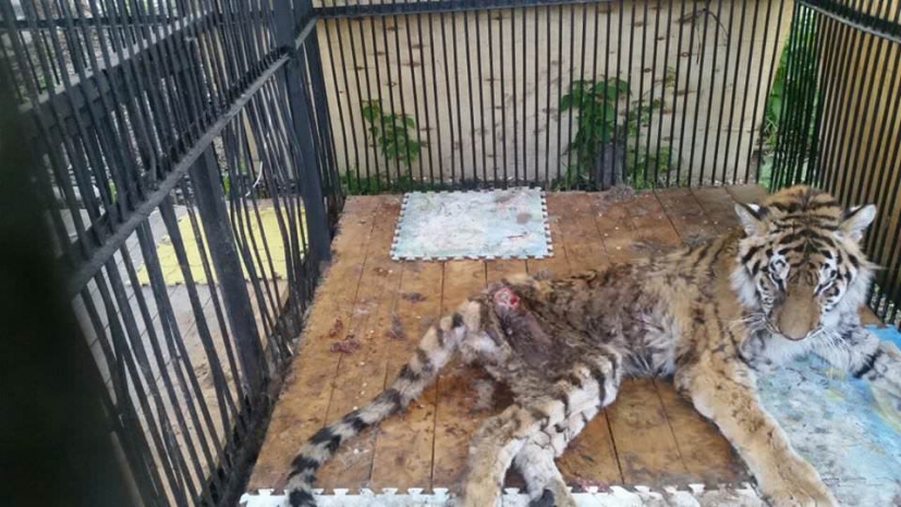 Партия «Нур Отан» начала расследование ситуации в зоопарке Алматы