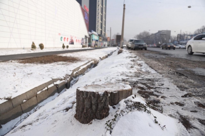 Токаев поручил расследовать факт вырубки деревьев в Алматы