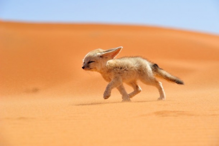 Топ-10 лучших фотографий National Geographic