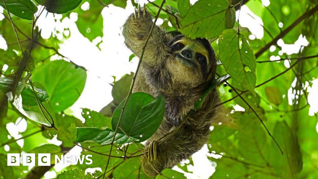 В США десятки ленивцев погибли до открытия аттракциона Sloth World