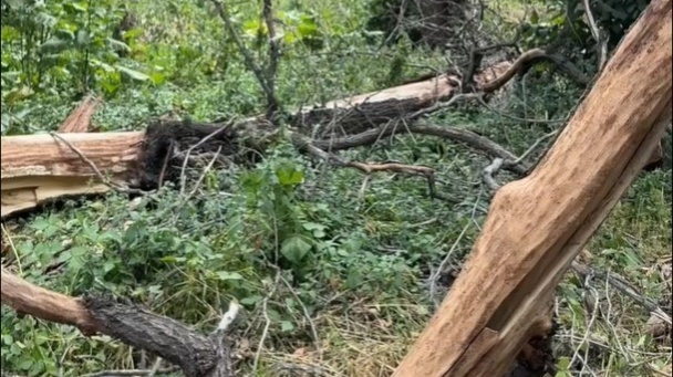 Скончалась девушка, на которую упало дерево в роще Баума в Алматы
