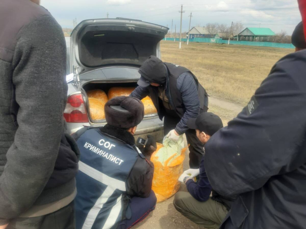 Крупнейшую партию наркотиков за последние 10 лет изъяли в СКО