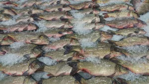 Казахстанские рыбоводы смогут продавать продукцию в Азербайджан