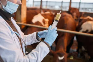 Сельскохозяйственных животных бесплатно вакцинируют в Алматы