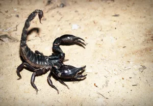 На укусы скорпионов жалуются жители Шымкента