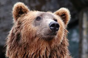 Медведь во время представления напал на дрессировщика в Карелии