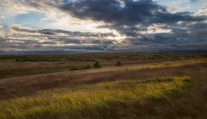 Режим ЧС из-за суховея введен в Омской области