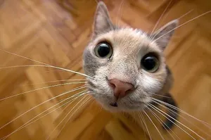 Животные, которые не были готовы к фотосессии
