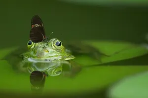 Народные приметы: время чистить пруды