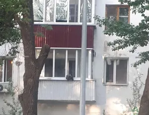 В МСХ РК рассказали, что делал медвежонок на балконе в центре Уральска