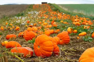Объем валовой продукции снизился в Казахстане