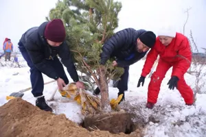 330 тысяч деревьев будет посажено в Алматы