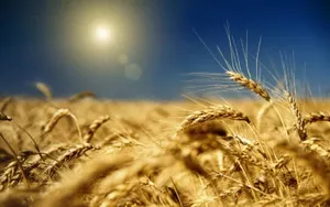 Казахстан, Россия и Украина будут кормить весь мир