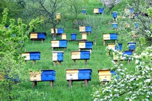 Народные приметы: время выставлять ульи