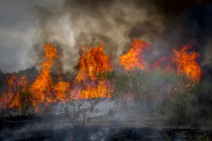 Площадь пожара в лесничестве «Ертіс орманы» за ночь увеличилась вдвое