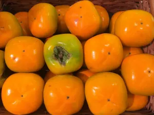 Подкарантинную продукцию пытались ввезти в Казахстан