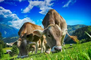 Поголовье КРС сократилось на 23% в Казахстане