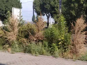 Компенсация по-алматински: почему сохнут городские деревья?