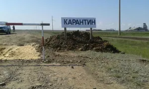 Несанкционированный скотомогильник стал источником сибирской язвы – Минздрав РК