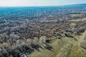 Более ста тысяч гектаров леса поставлены на учет в Актюбинской области