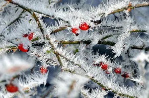 Шығыс Қазақстанда түнгі аяз -33°С-қа дейін жетеді деп күтілуде