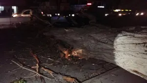 Сухое дерево чуть не унесло десятки жизней в Алматы