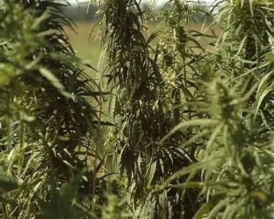 14 тонн марихуаны изъято из оборота в Казахстане с начала лета