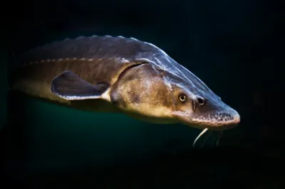 На Каспийском море продлен запрет вылова осетра