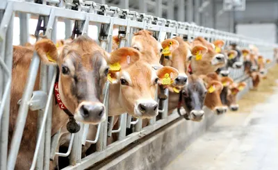 Казахстан расширяет экспорт сельхозпродукции в Узбекистан