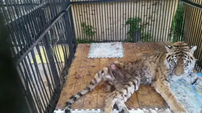В зоопарке Алматы умерла тигрица Куралай