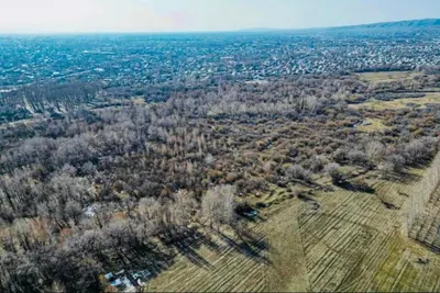 Ақтөбе облысында жүз мың гектардан астам орман есепке алынды