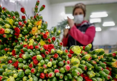 Эквадордан Қарағанды облысына жеткізілген гүлдер партиясы жұқпалы болып шықты