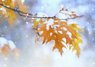 Қазақстанның көп бөлігінде жаңбырлы қар жауады