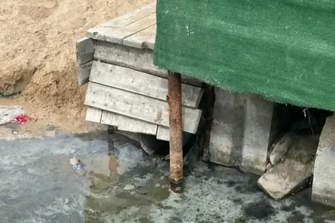 Обнаружение мертвых лебедей в Актау
