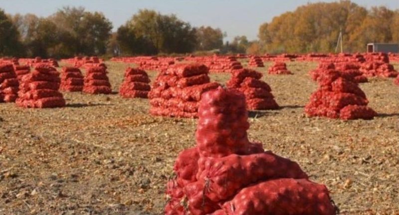 Прокуратура помогла снять обременения с участков под картофель в Акмолинской области